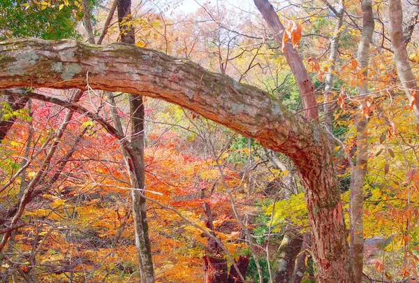 マゼノ渓谷の写真・動画_image_168005