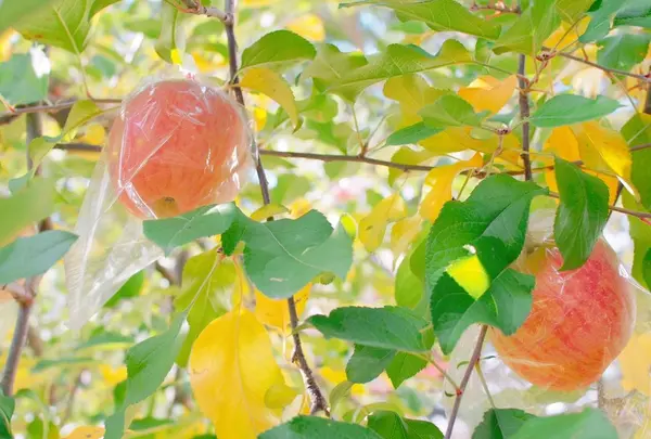 共楽園・林檎の樹の写真・動画_image_168012