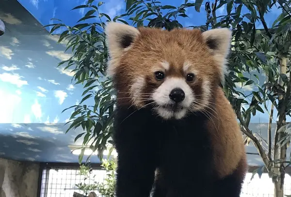 那須どうぶつ王国の写真・動画_image_168029