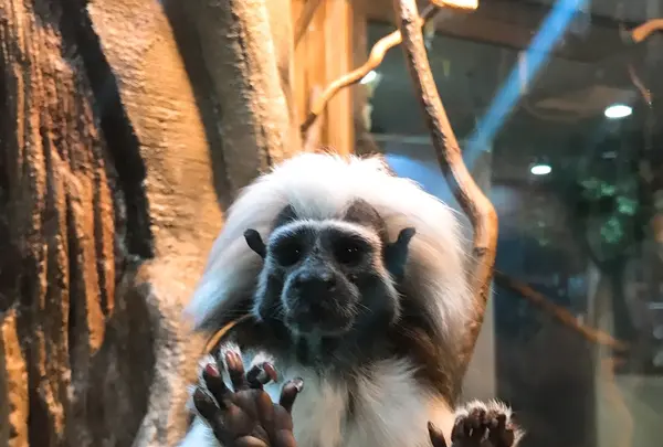 那須どうぶつ王国の写真・動画_image_168030