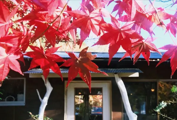 cafe Karinの写真・動画_image_168313