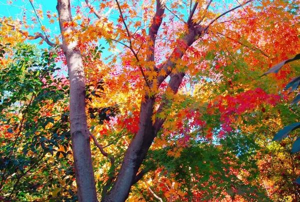 山あいの宿 山みず木の写真・動画_image_168376