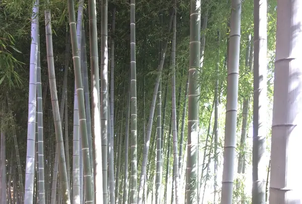 殿ヶ谷戸庭園の写真・動画_image_168440