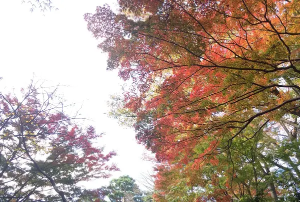 殿ヶ谷戸庭園の写真・動画_image_168441