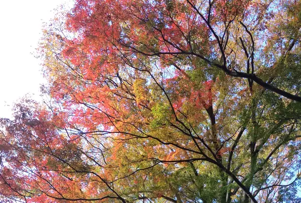 殿ヶ谷戸庭園の写真・動画_image_168442