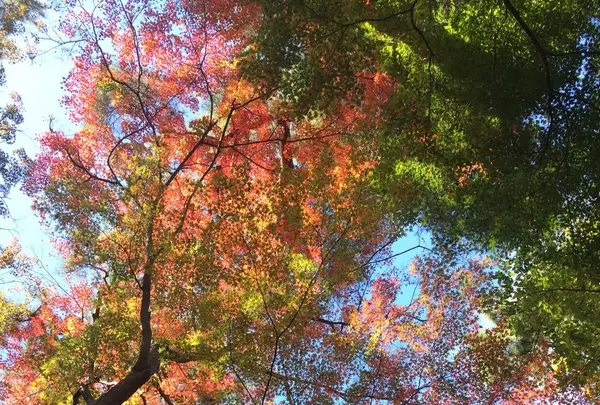 殿ヶ谷戸庭園の写真・動画_image_168443