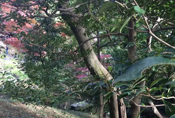 殿ヶ谷戸庭園の写真・動画_image_168444