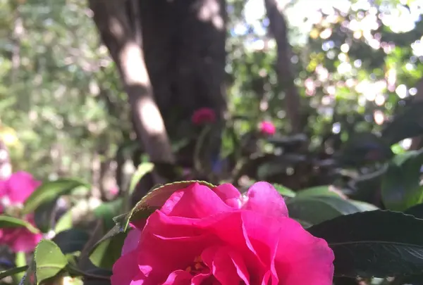 殿ヶ谷戸庭園の写真・動画_image_168446