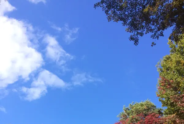 殿ヶ谷戸庭園の写真・動画_image_168448