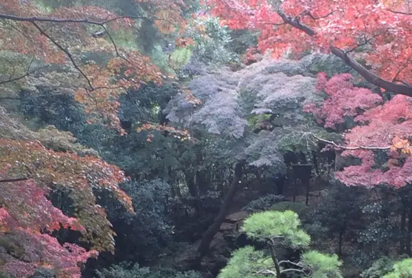 殿ヶ谷戸庭園の写真・動画_image_168450