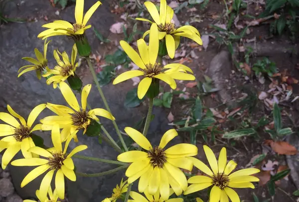 殿ヶ谷戸庭園の写真・動画_image_168452