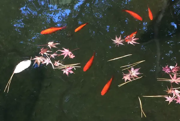 殿ヶ谷戸庭園の写真・動画_image_168453