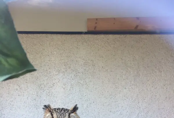 ふくろう茶房の写真・動画_image_168459
