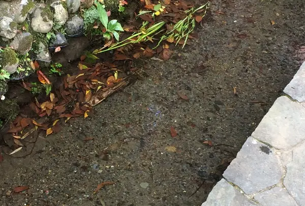 お鷹の道・真姿の池湧水群の写真・動画_image_168486