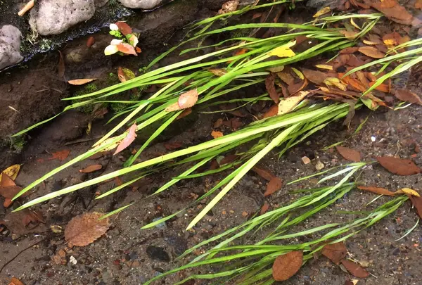 お鷹の道・真姿の池湧水群の写真・動画_image_168487