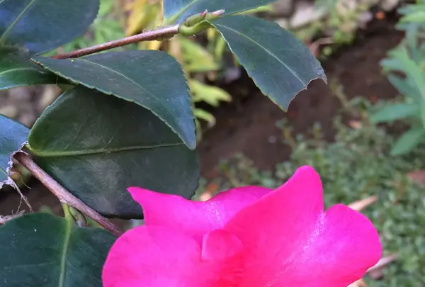 お鷹の道・真姿の池湧水群の写真・動画_image_168488