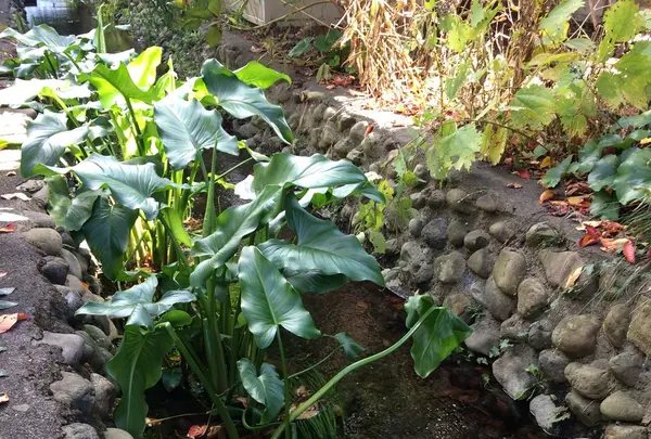 お鷹の道・真姿の池湧水群の写真・動画_image_168489