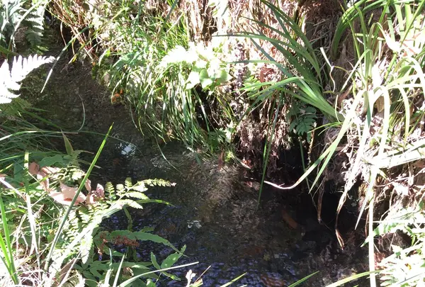 お鷹の道・真姿の池湧水群の写真・動画_image_168491