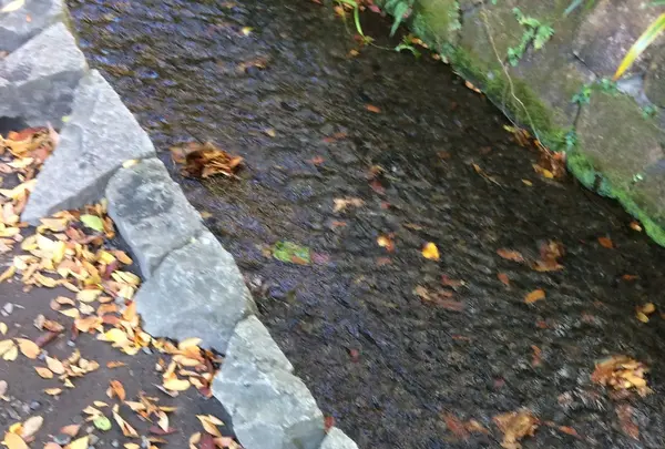 お鷹の道・真姿の池湧水群の写真・動画_image_168493