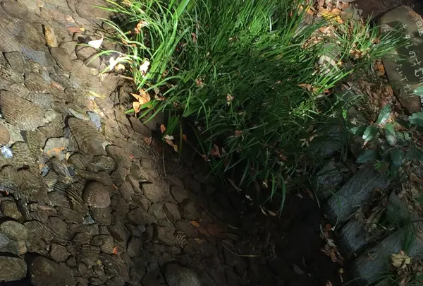 おたかの道湧水園の写真・動画_image_168503