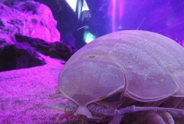 久慈地下水族科学館もぐらんぴあの写真・動画_image_168538