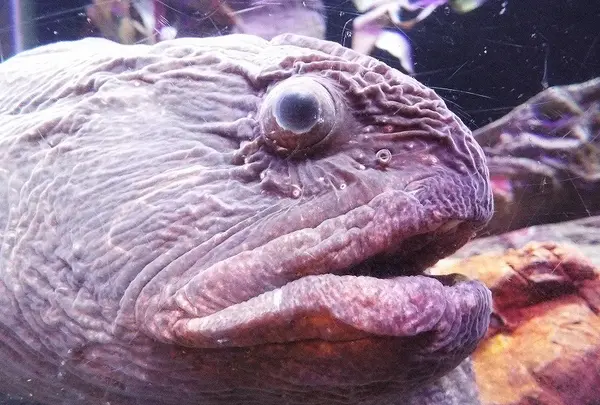 久慈地下水族科学館もぐらんぴあの写真・動画_image_168539