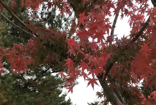 日本庭園「帰真園」の写真・動画_image_168812