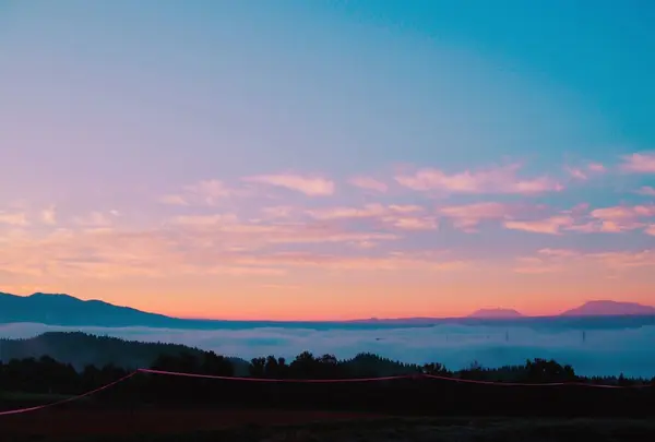 前原の一本桜の写真・動画_image_168888