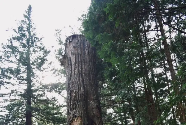 日光東照宮の写真・動画_image_169019