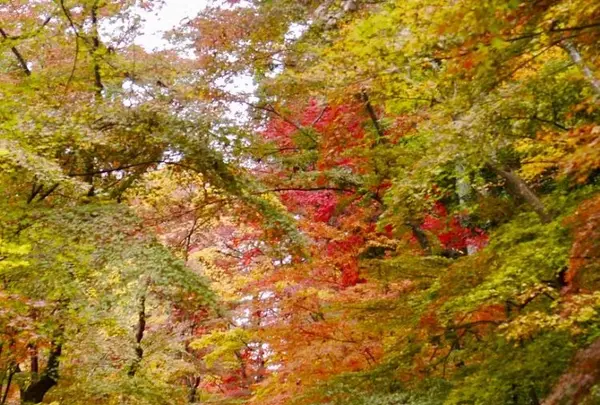 光明寺の写真・動画_image_169052