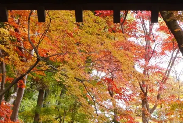 光明寺の写真・動画_image_169053
