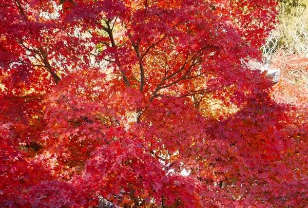 光明寺の写真・動画_image_169055