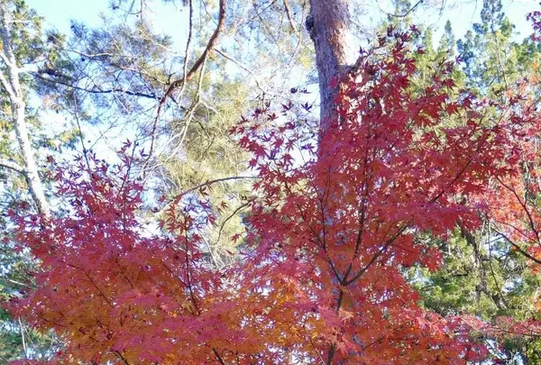 南禅寺の写真・動画_image_169088