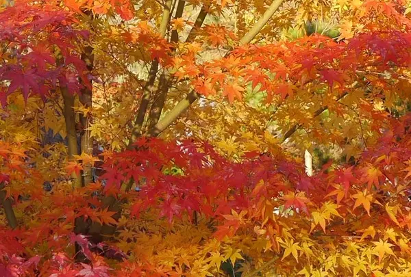 南禅寺の写真・動画_image_169089