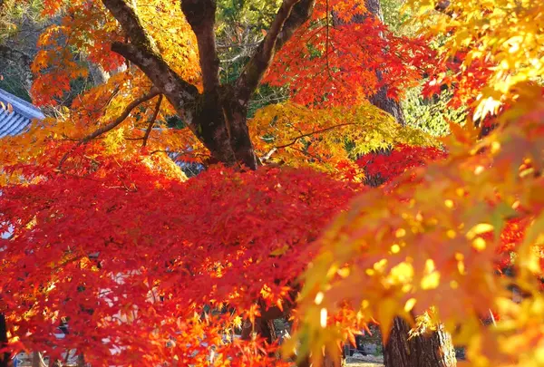 南禅寺の写真・動画_image_169092