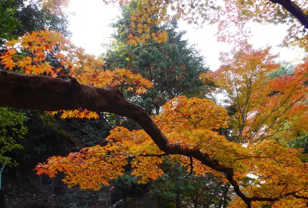 北野天満宮の写真・動画_image_169104