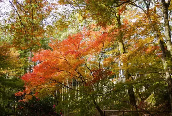 北野天満宮の写真・動画_image_169107