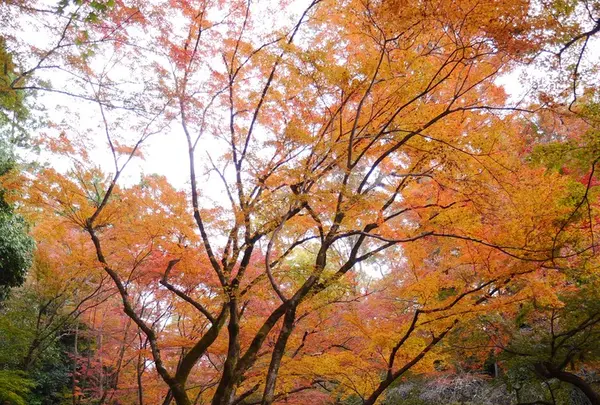 北野天満宮の写真・動画_image_169108