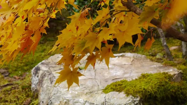 二尊院の写真・動画_image_169114