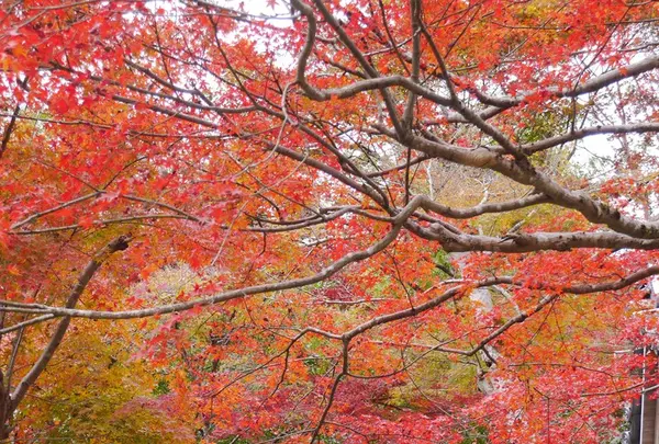 二尊院の写真・動画_image_169117