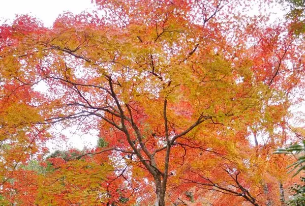 天龍寺の写真・動画_image_169120