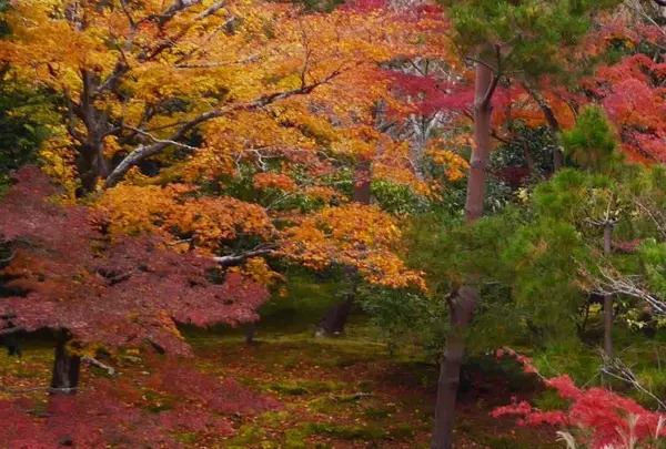 天龍寺の写真・動画_image_169122