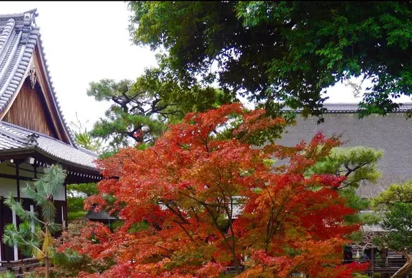 大覚寺の写真・動画_image_169138