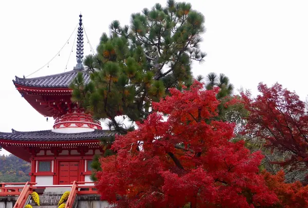 大覚寺の写真・動画_image_169140