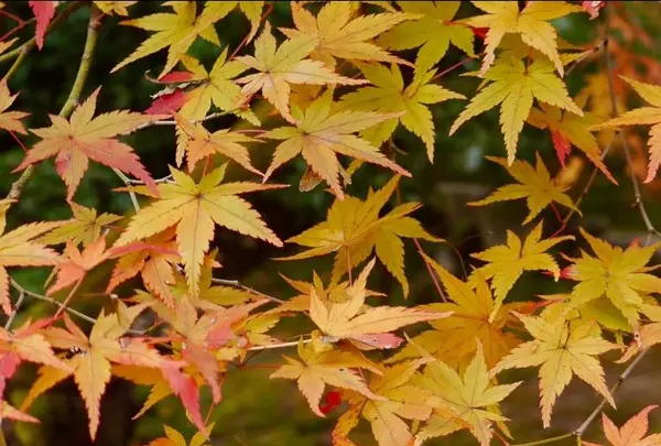 二尊院の写真・動画_image_169142