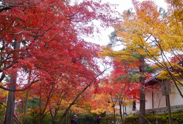 二尊院の写真・動画_image_169143