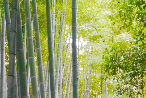 嵐山の写真・動画_image_169146