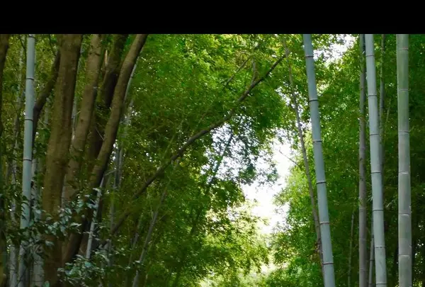 嵐山の写真・動画_image_169147
