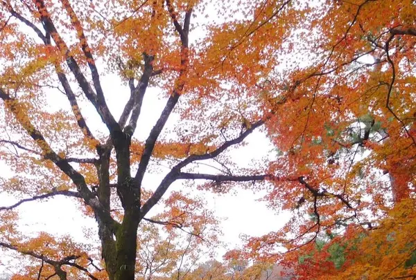 宝厳院の写真・動画_image_169166
