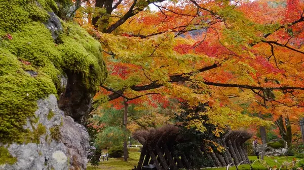 宝厳院の写真・動画_image_169167
